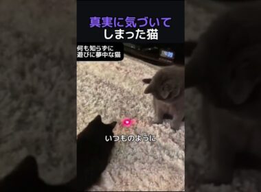 真実に気づいてしまった猫