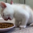 未熟児だった子猫が突然…凄く驚きました