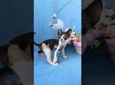 Dulcinea Devon Rex Black Tortie Female