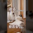 迫るいっぺいと拒否るミヨン😽いつもしつこくて怒られちゃいます😅💕#ラグドール #猫好きさんと繋がりたい #猫のいる暮らし #ねこ動画