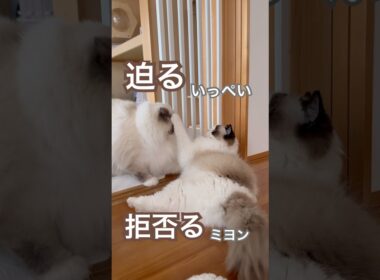 迫るいっぺいと拒否るミヨン😽いつもしつこくて怒られちゃいます😅💕#ラグドール #猫好きさんと繋がりたい #猫のいる暮らし #ねこ動画
