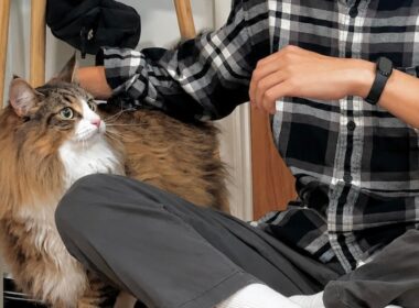 デカ猫が初対面の人にまさかの神対応！？人間大好きな猫ちゃんが可愛すぎるから見て…
