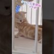 ｢赤ちゃん猫の戦い❤｣#shorts  #アメショ  #仔猫#cat  #cute #猫 #アメリカンショートヘアー