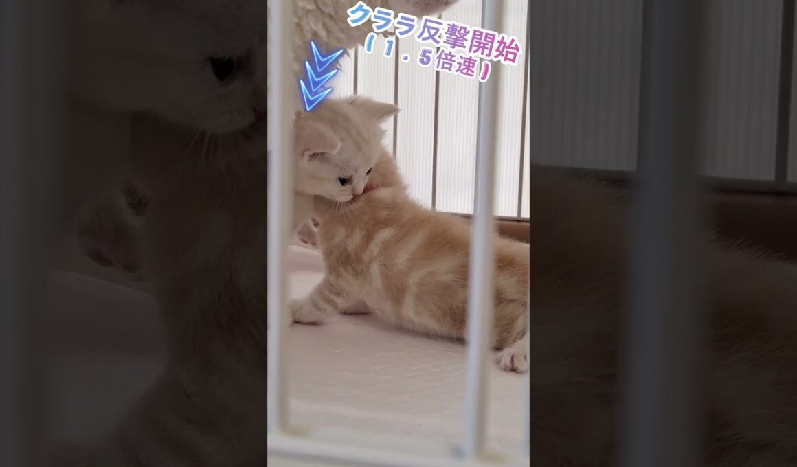 ｢赤ちゃん猫の戦い❤｣#shorts  #アメショ  #仔猫#cat  #cute #猫 #アメリカンショートヘアー