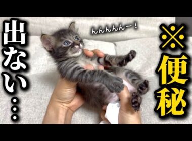 【事件】保護した子猫が便秘気味のためお腹をマッサージしたら大変なことになりました｜う◯こ事件