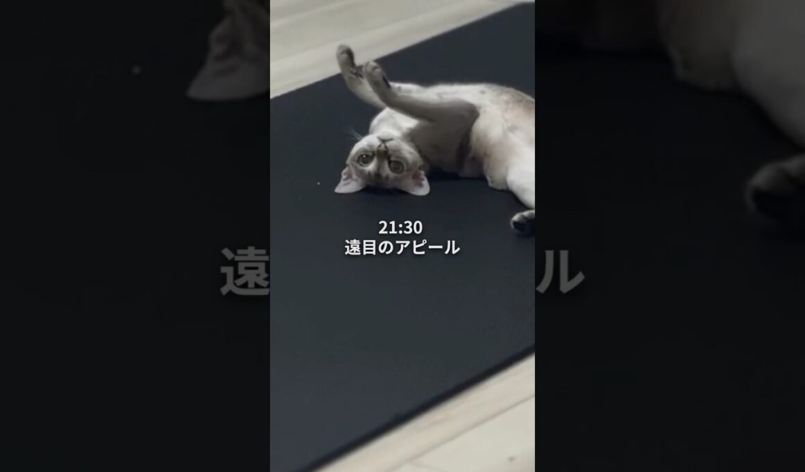 愛猫の帰宅後のアピールがやばすぎた😮‍💨#子猫 #ねこすたぐらむ #シンガプーラ
