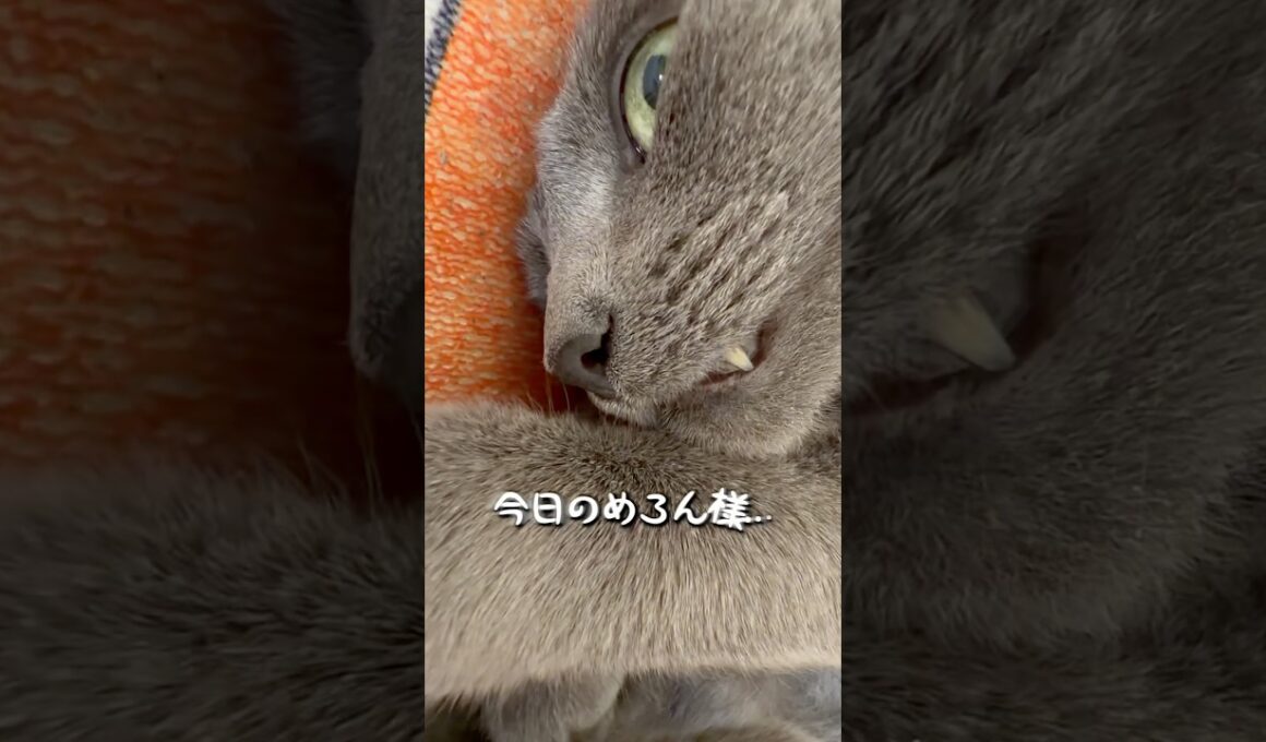 【ロシアンブルー】めろん産まれた時からずっと転がってます🤭【猫】#shorts