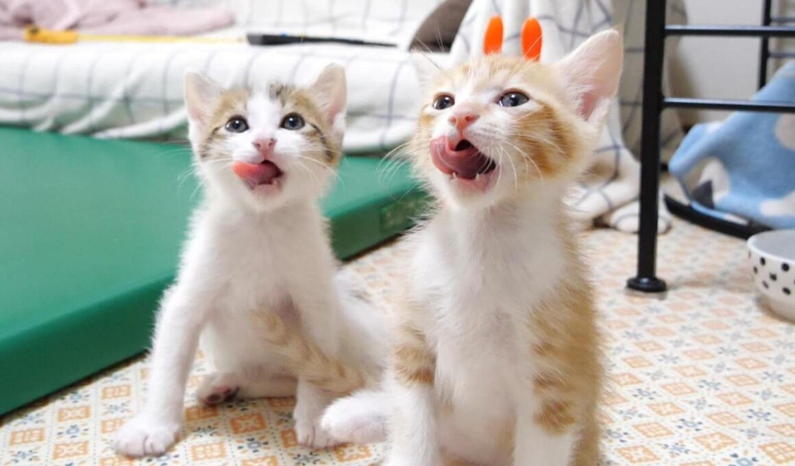 ごはんの後仲良くペロペロしてる子猫達がカワイイ【赤ちゃん猫　保護猫】