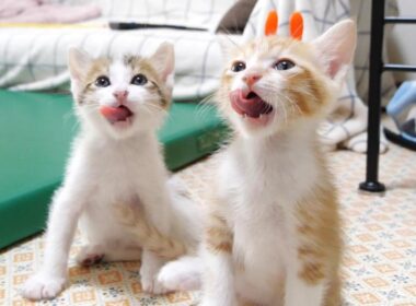 ごはんの後仲良くペロペロしてる子猫達がカワイイ【赤ちゃん猫　保護猫】
