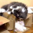 【争奪戦⁉︎】お気に入りのダンボールが被っちゃったもふ猫たちwwwノルウェージャンフォレストとターキッシュアンゴラ
