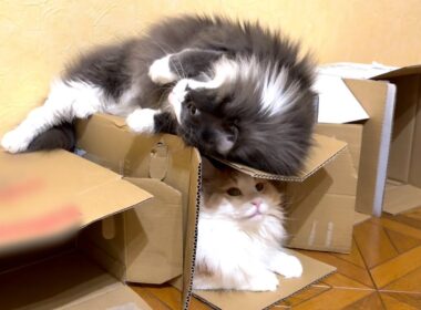 【争奪戦⁉︎】お気に入りのダンボールが被っちゃったもふ猫たちwwwノルウェージャンフォレストとターキッシュアンゴラ