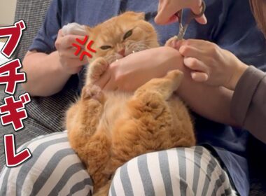 過去一大変だった爪切り嫌いの猫の本気がやばすぎた…！