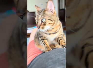 【ベンガル様メレブ】ベンガルのフミフミ✨ #ベンガルとハチワレ