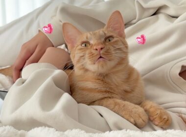 子猫に好きな人ができました。