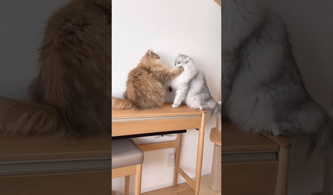 これは猫バトル？ 【サイベリアン】 #Shorts