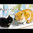 道を塞がれて困る子猫