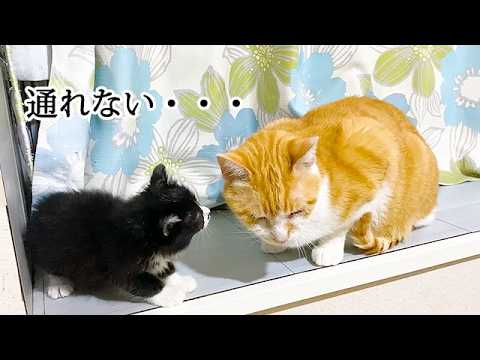 道を塞がれて困る子猫
