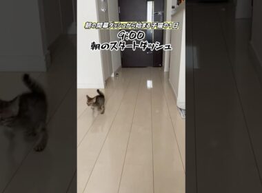 世界一かわいい子猫『親バカとおかか』開幕ダッシュから始まる子猫の1日#cat