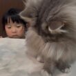 掃除の見学しに来る猫　ラガマフィン　サイベリアンA cat watching the cleaning. Ragamuffin. Siberian