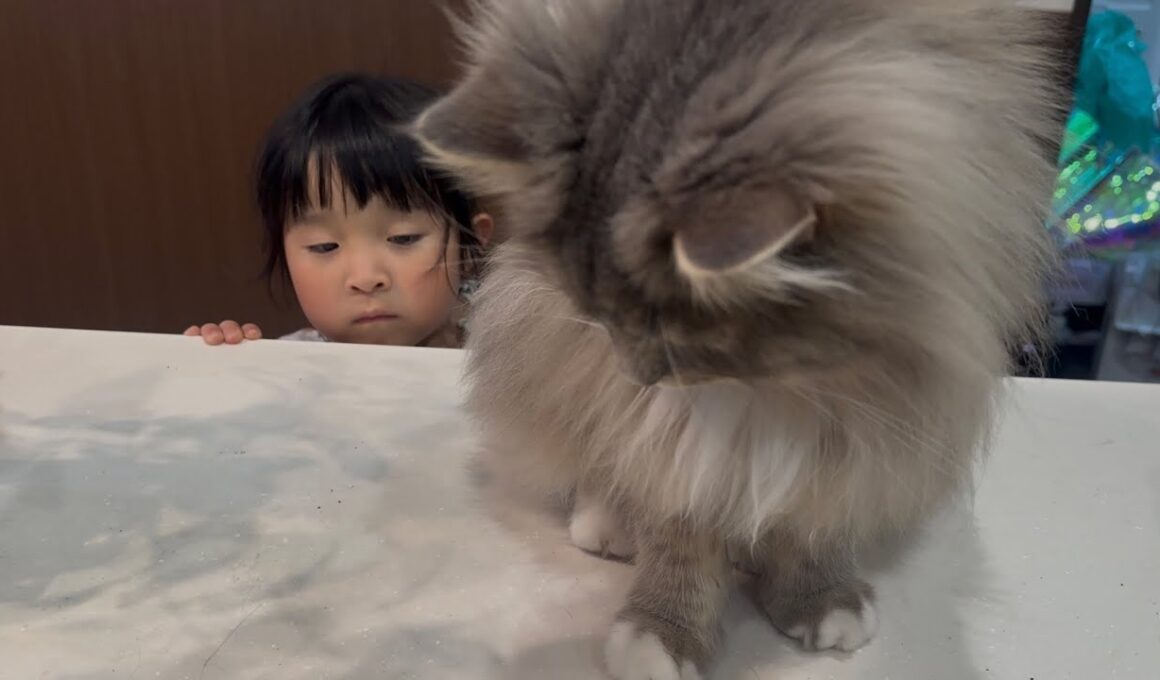 掃除の見学しに来る猫　ラガマフィン　サイベリアンA cat watching the cleaning. Ragamuffin. Siberian