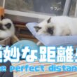 バーマン猫ガブとラフ【絶妙な距離感】The perfect distance（バーマン猫）Birman/Cat