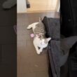注文の多い子猫 #子猫 #かわいい猫 #猫の鳴き声