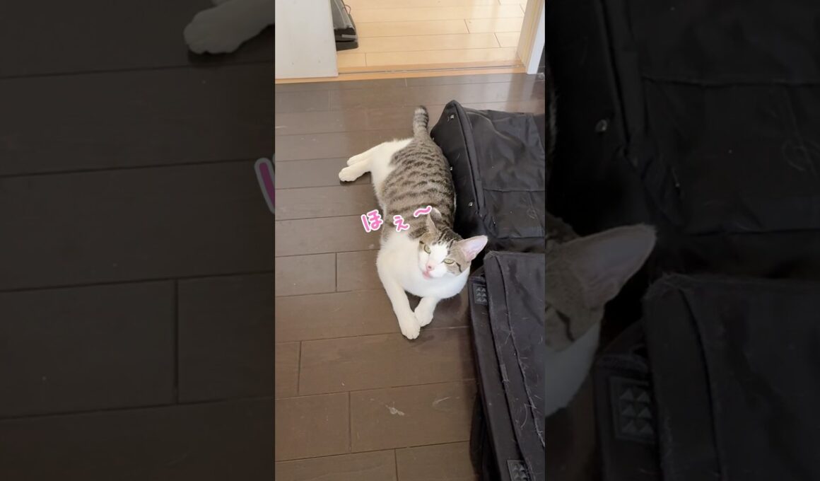 注文の多い子猫 #子猫 #かわいい猫 #猫の鳴き声