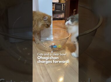 猫たちとクリアボウル／おはぎちゃん、突進
