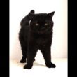 セルカークレックス子猫　Selkirk Rex　2025.12.4産まれ　　ブラック　黒猫　巻き毛　男の子　シーダキャット猫のお店