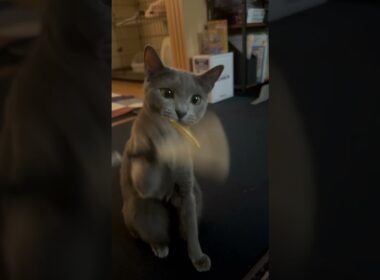 お気に入りの猫じゃらしに飽きてきた猫【ロシアンブルーのちょんたん】#猫 #cat #猫のいる暮らし #猫のいる生活 #ねこ #猫動画 #shortvideo #shorts #short