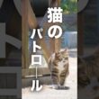 猫のパトロール／2026 田代島の猫たち  #猫 #野良猫 #島猫 #猫島 #cat #猫のいる暮らし  #ネコ