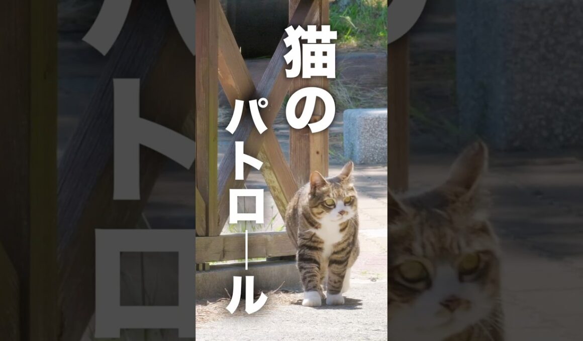 猫のパトロール／2026 田代島の猫たち  #猫 #野良猫 #島猫 #猫島 #cat #猫のいる暮らし  #ネコ
