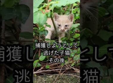 捕獲中逃げてしまった子猫のその後＃shorts #子ネコ #保護猫