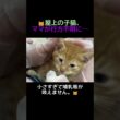 屋上で3日間鳴き続けていた子猫、ママはどこへ…？