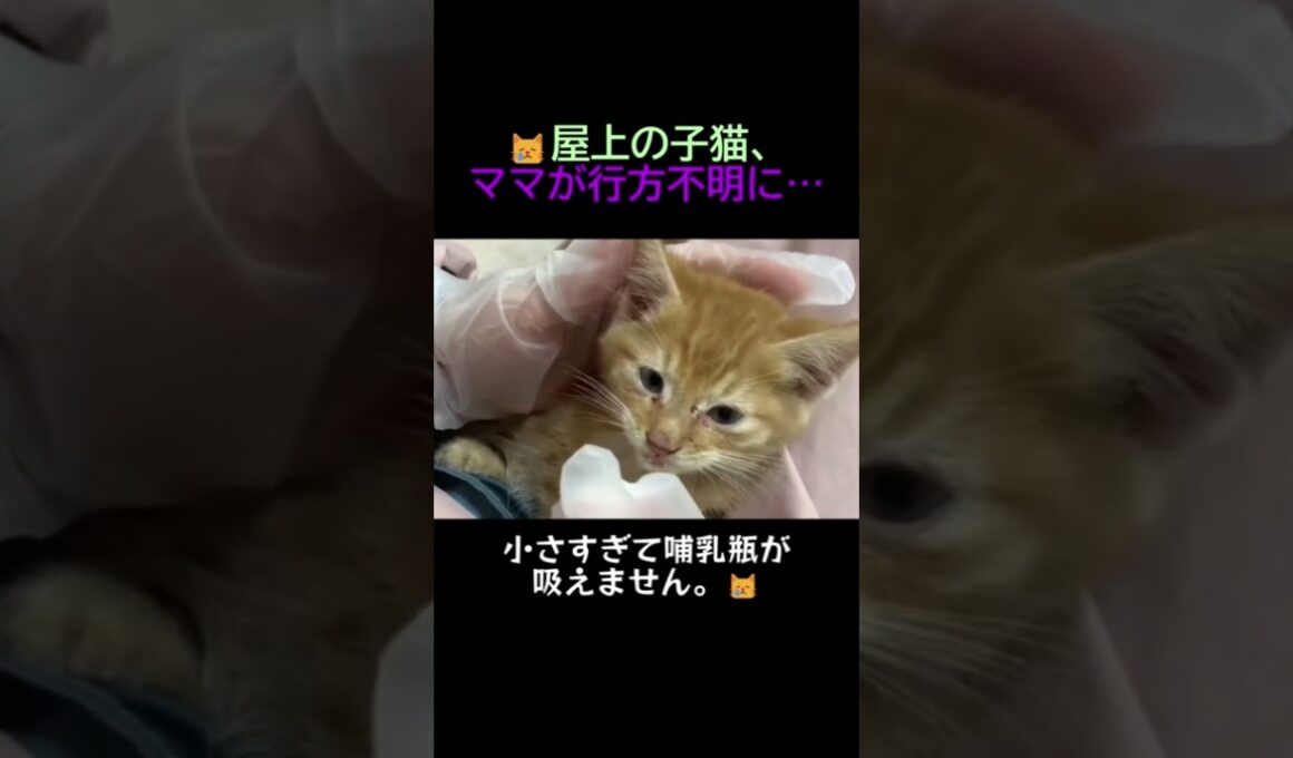 屋上で3日間鳴き続けていた子猫、ママはどこへ…？