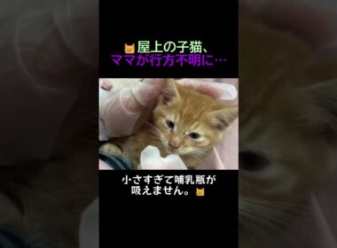 屋上で3日間鳴き続けていた子猫、ママはどこへ…？