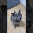 怒ってそう_20260608 #shorts #cat #猫 #ロシアンブルー