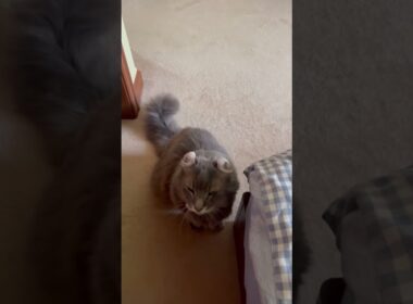 ちょうだい #ねこ動画 #アメリカンカール