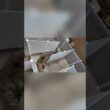 🐱 天才猫現る！？手作り迷宮に挑む子猫のIQテスト！無事に出口を見つけられるか？🧩#猫の挑戦