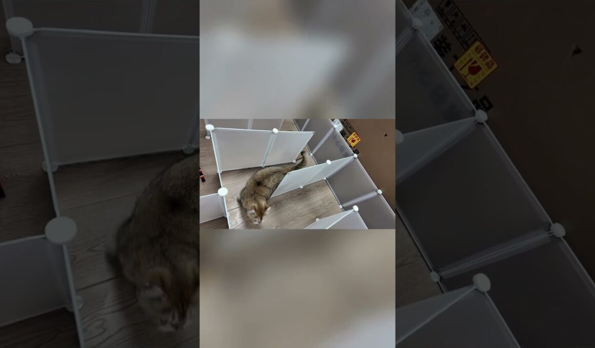 🐱 天才猫現る！？手作り迷宮に挑む子猫のIQテスト！無事に出口を見つけられるか？🧩#猫の挑戦