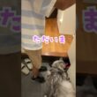 夜、玄関で少年を待っていた大型猫#shorts