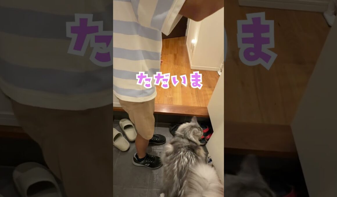 夜、玄関で少年を待っていた大型猫#shorts