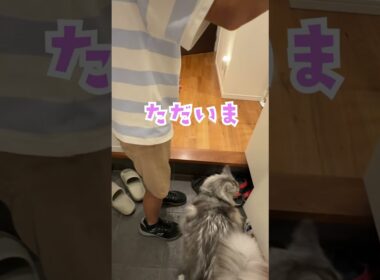 夜、玄関で少年を待っていた大型猫#shorts