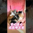 【子猫成長記録】4月27日生まれの6匹がここまで大きくなりました🐈 #cat #子ネコ #保護猫