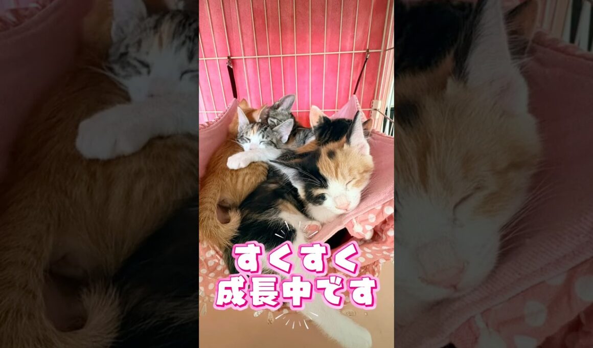 【子猫成長記録】4月27日生まれの6匹がここまで大きくなりました🐈 #cat #子ネコ #保護猫