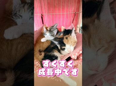 【子猫成長記録】4月27日生まれの6匹がここまで大きくなりました🐈 #cat #子ネコ #保護猫