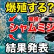 シャムミジンコを培養してみた【本当に爆殖するのか？】＃２０２ ～美心めだか～