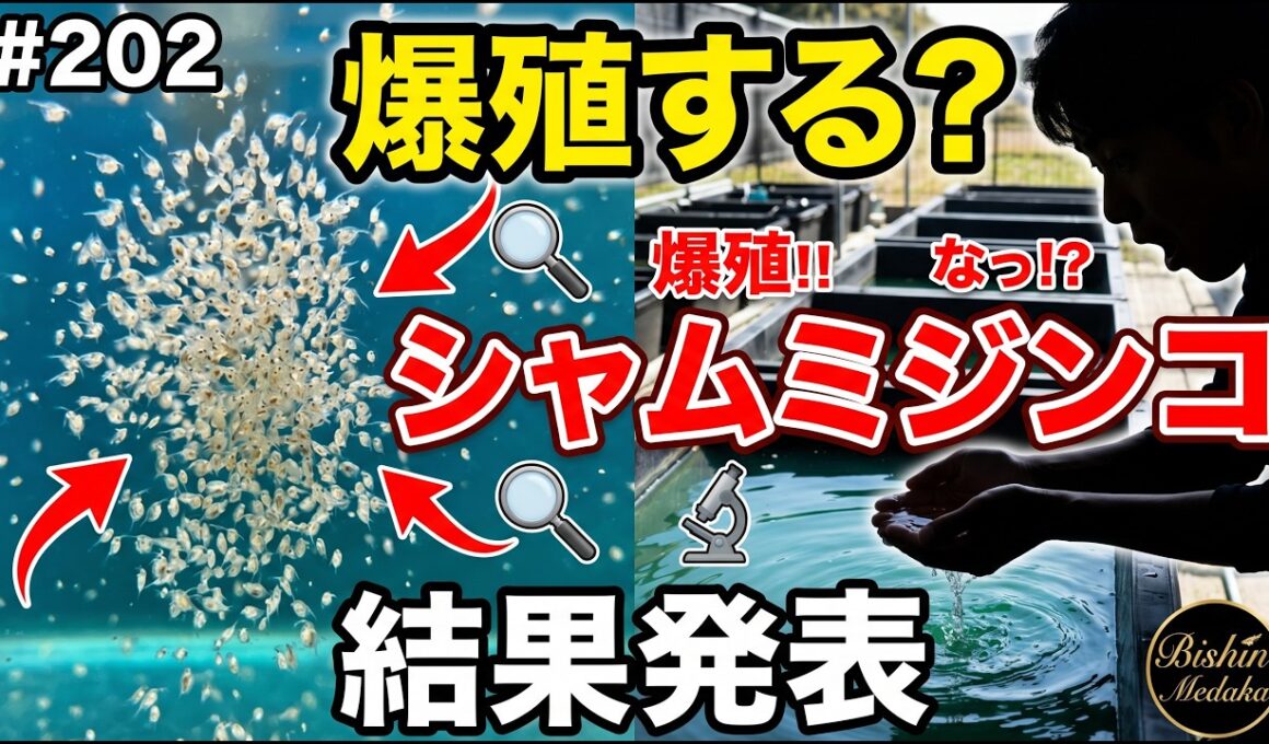 シャムミジンコを培養してみた【本当に爆殖するのか？】＃２０２ ～美心めだか～