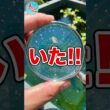 シャムミジンコ、本当に増えるのか？