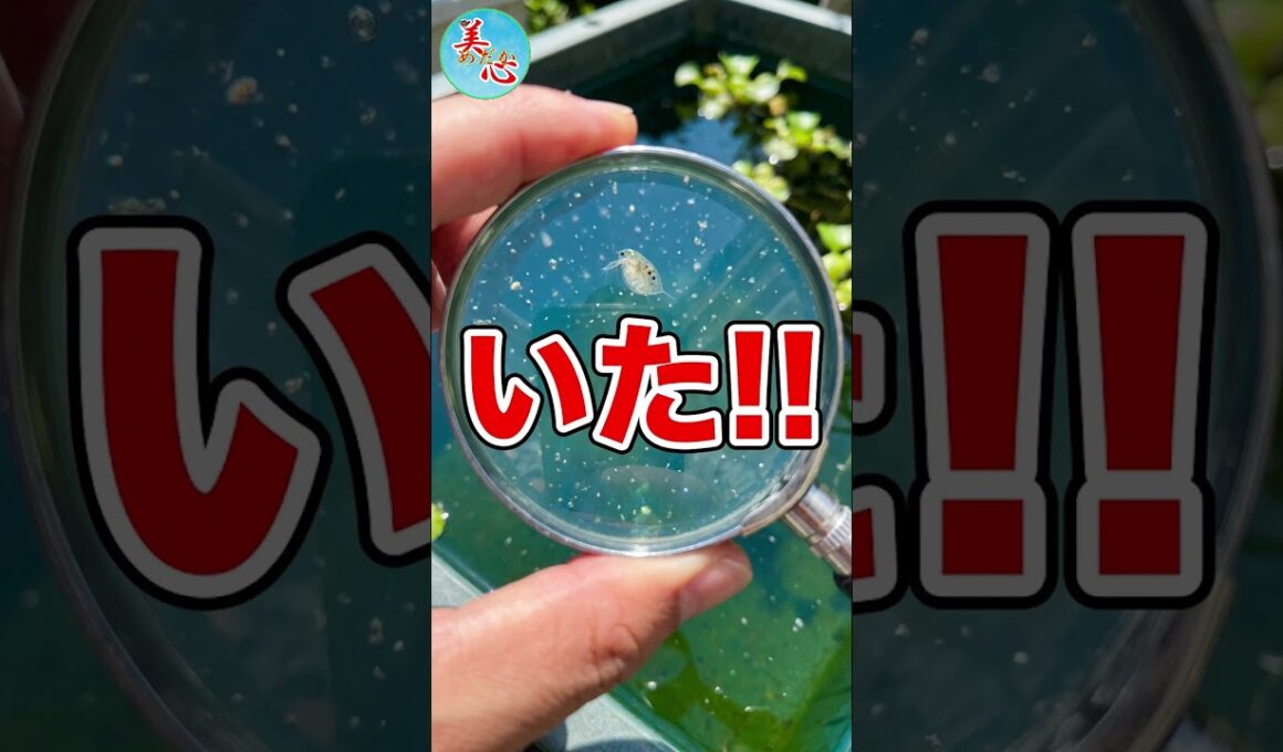シャムミジンコ、本当に増えるのか？